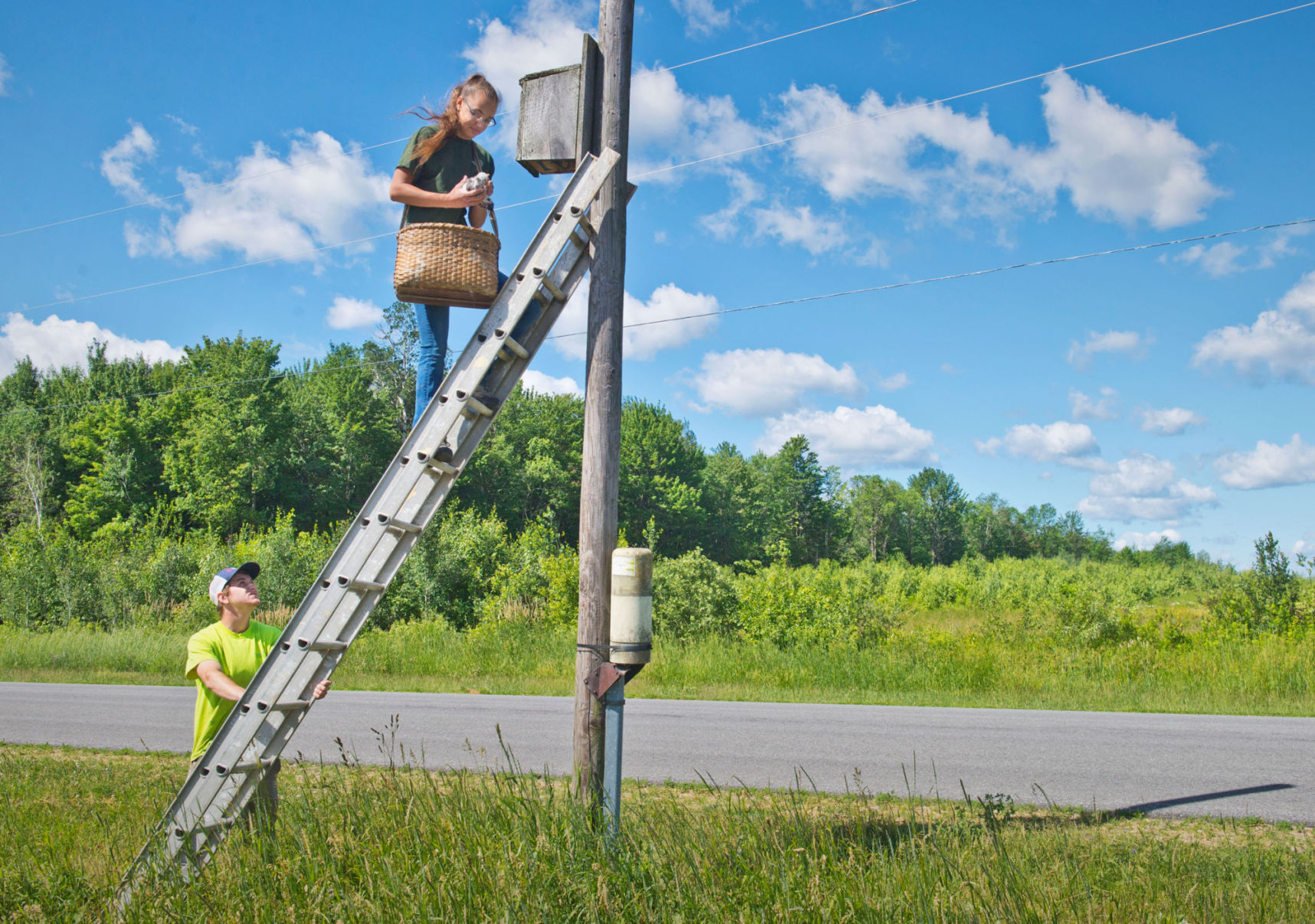 Banding helps track kestrels